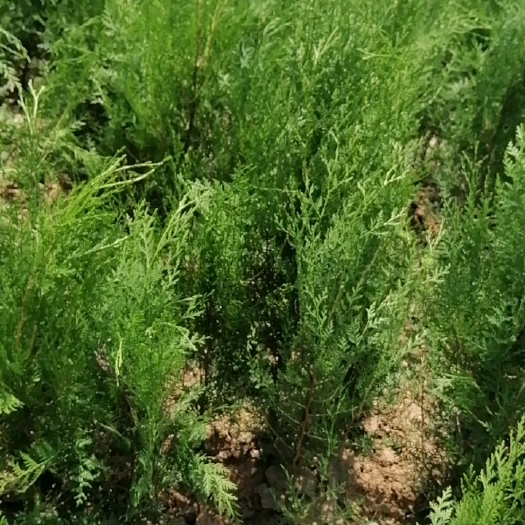 绥德县圆枝侧柏