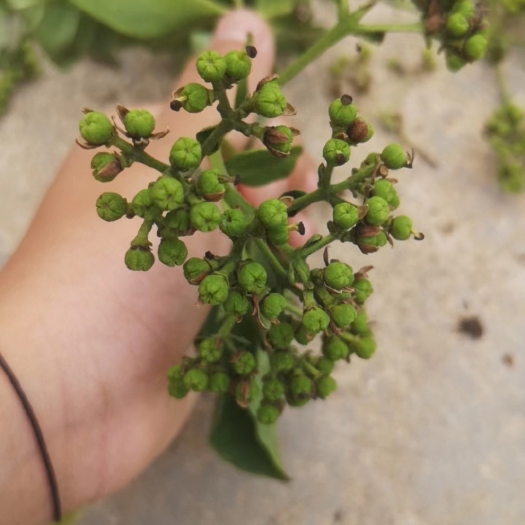 岳阳吴茱萸