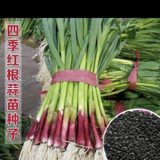 长沙红根蒜苗种子香蒜硬叶蒜苗一年三茬连续种植四季阳台盆栽蔬菜种子