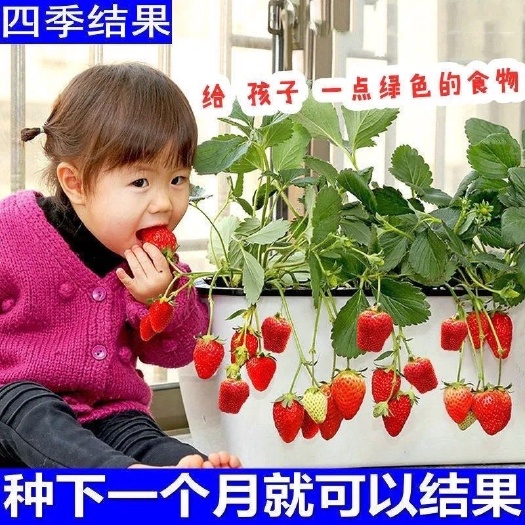 沭阳县草莓苗盆栽四季奶油味露天食用章姬优惠南北方当年结果