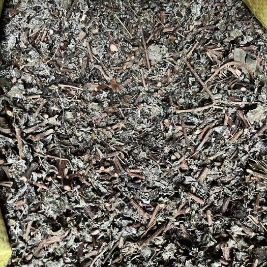 藤茶，广西贺州本地货砍段统货