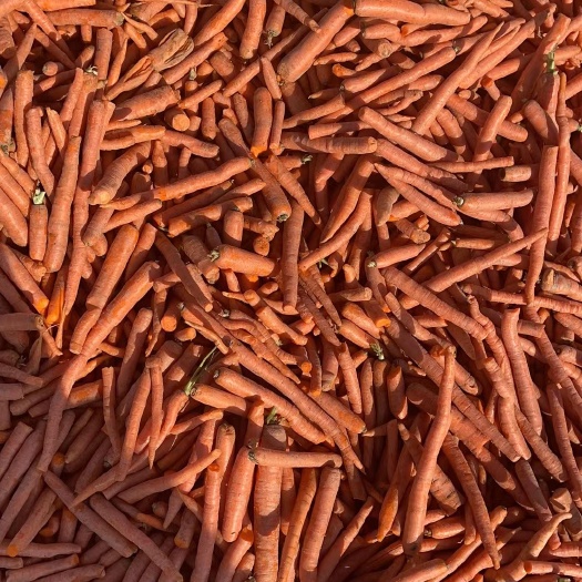 武威大量次品胡萝卜饲喂牛羊猪，营养好成本低