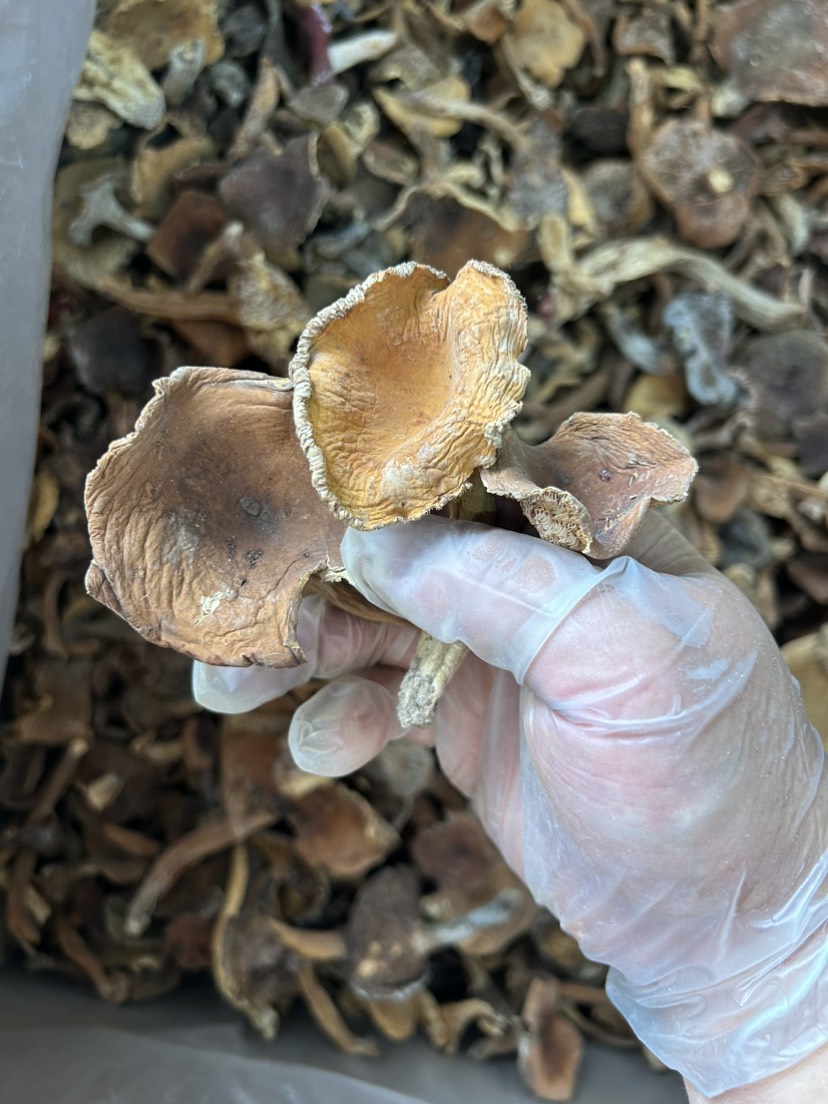 昆明云南深林奶浆菌干货批发 食用菌产地批发