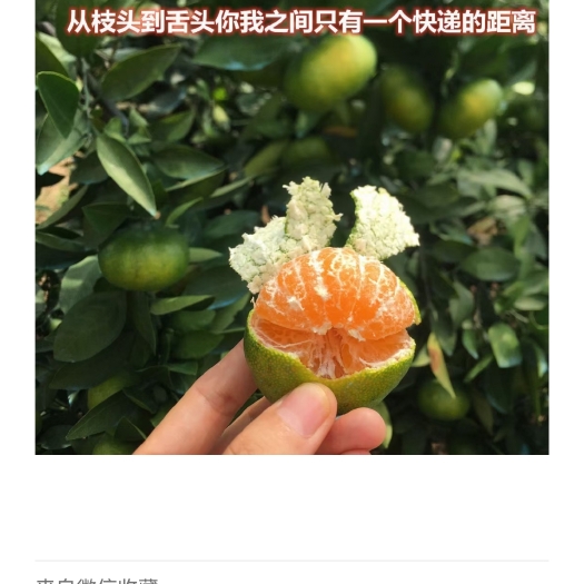 高密市蜜桔