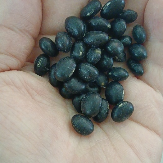 食泉坊大粒青仁黑豆