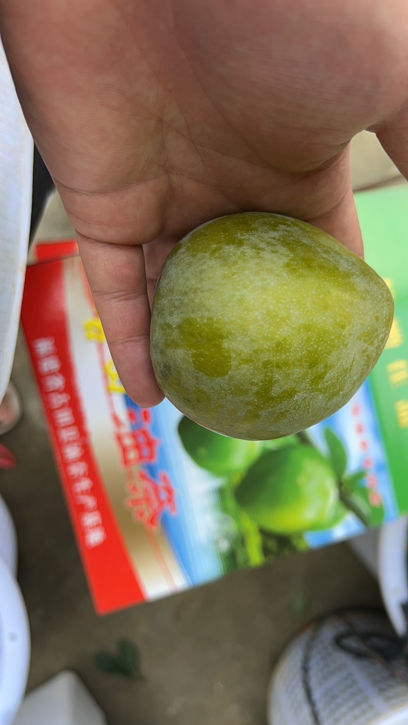 古田高山油柰，香甜可口，个大饱满，上等珍品，送礼佳品