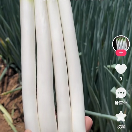 开鲁县内蒙古通辽市开鲁县铁杆大葱大面积上市