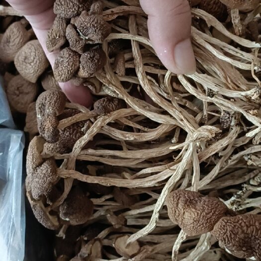 古田县茶树菇，5号未开伞优质茶树菇产地直销，质量保证