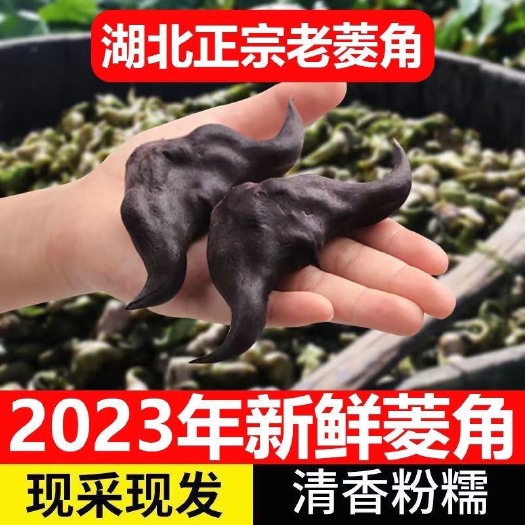 潜江市现摘菱角