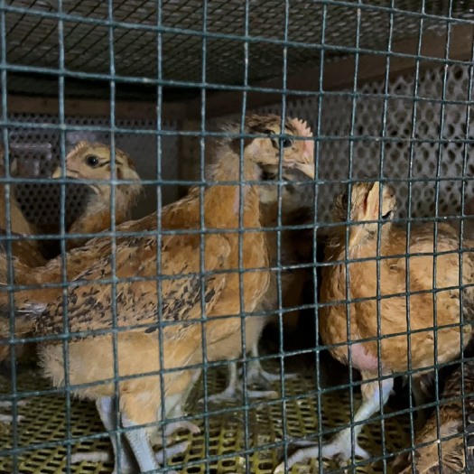 巴中长期大量供应脱温鸡苗土鸡肉鸡黑鸡，养殖场直发，存活率90%以