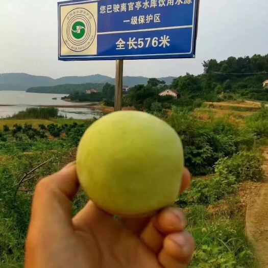 临澧县官亭 中华脆蜜桃成熟了
