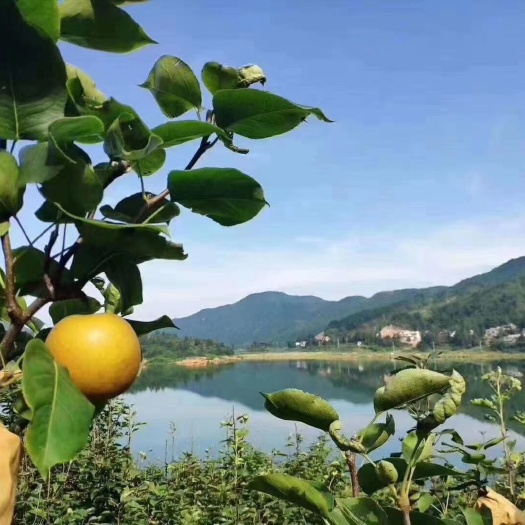 乐昌市水晶梨