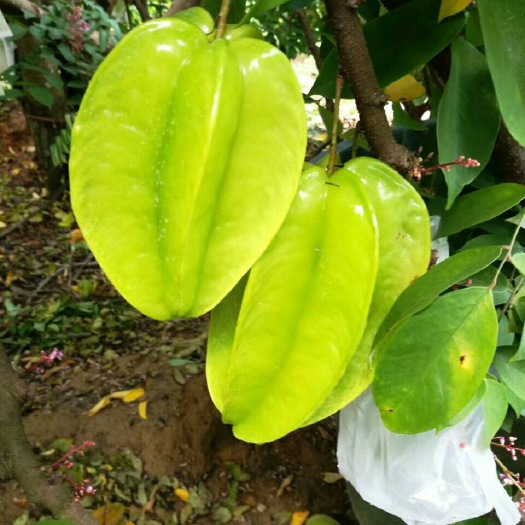 化州市香蜜杨桃