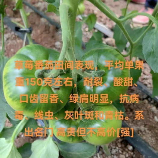 寿光市草莓番茄——秋之恋。耐裂脆甜，抗病毒能力比较好