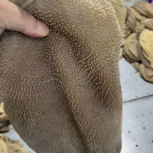 临沂毛肚大叶片鲜黑毛肚净重不含水黑牛千层牛百叶火锅冒菜牛肚
