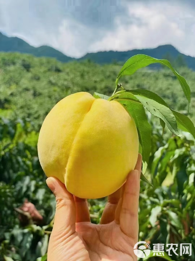 湖南炎陵黄桃等高山水果推荐店