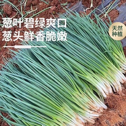 泸西县四季小葱