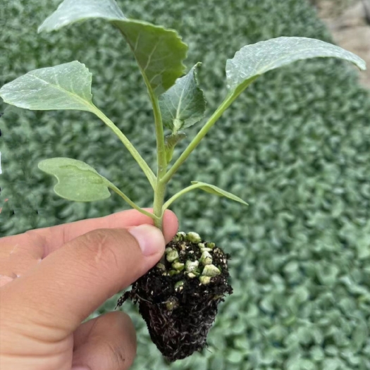 寿光市花菜苗 有机菜花苗 小米粒青梗白面 70天菜花苗 花椰菜苗