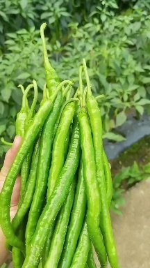 镇雄县二荆条辣椒3号线椒螺丝椒8号线椒