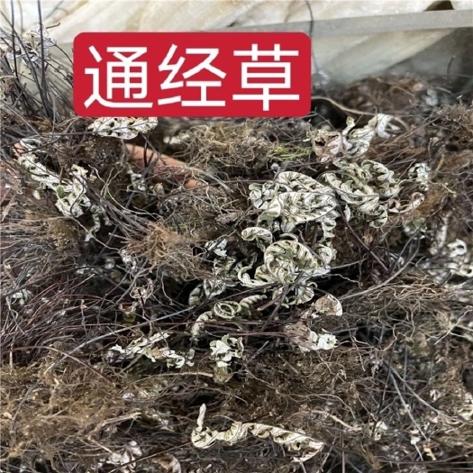 通经草中药材 铜丝草 岩飞草 通筋草 实物拍摄量大从优