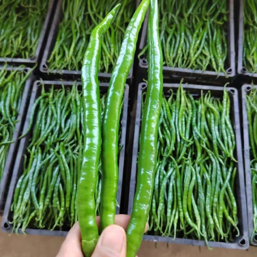 成县新鲜辣椒，二荆条3号