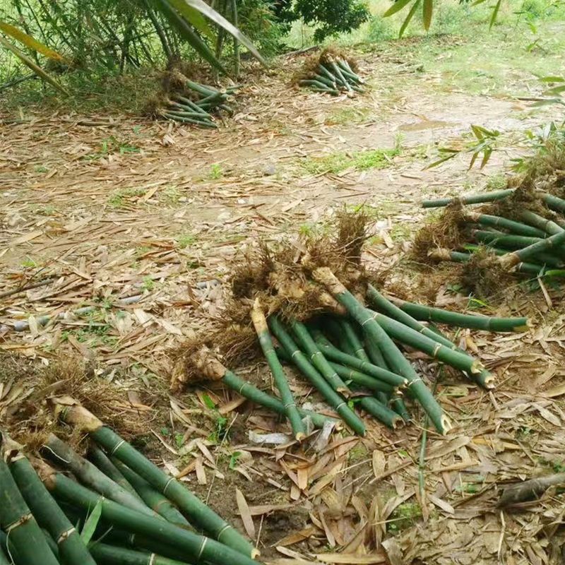 麻竹笋苗大型丛生竹子苗甜竹苗西牛竹笋头苗食用竹笋苗