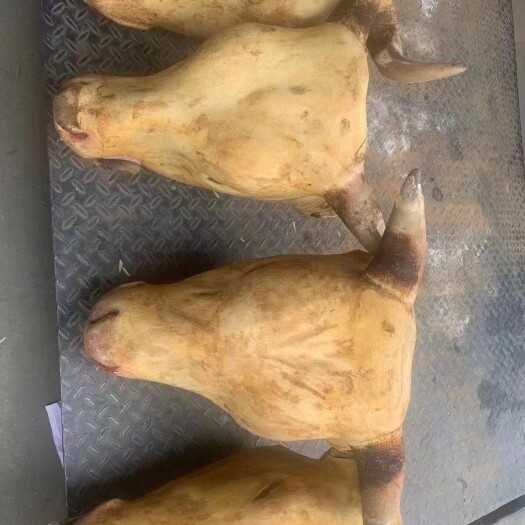 火烧牛头