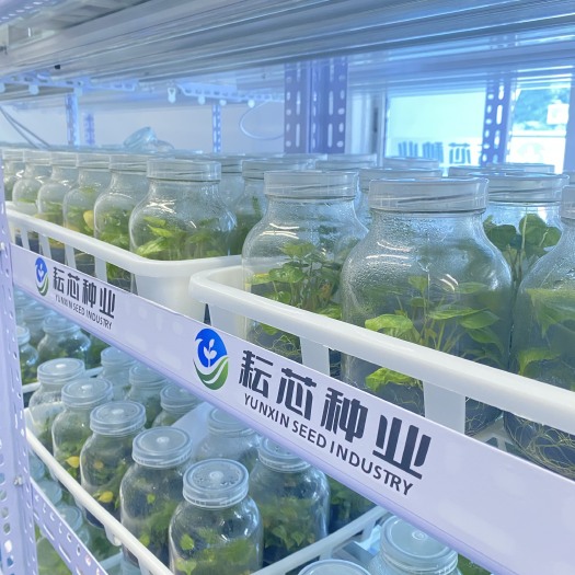 龙门县脱毒红薯苗