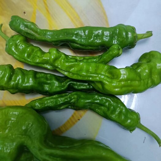 涿鹿县蔬菜类，皱皮椒，美人椒，芜湖椒