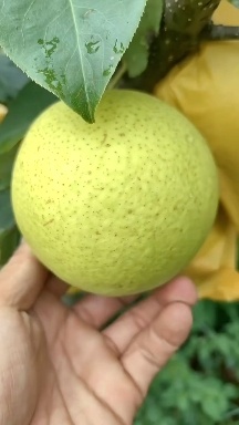 泸西县精品雪花梨