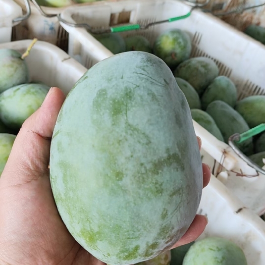 昆明攀枝花凯特芒产地直发，运费自理