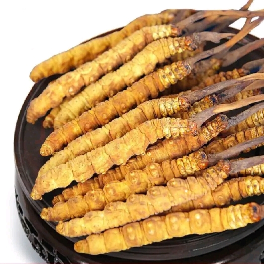 安多县冬虫夏草