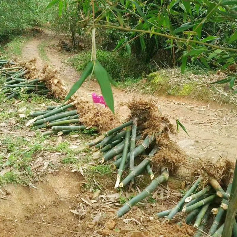 麻竹笋苗大型丛生竹子苗甜竹苗西牛竹笋头苗食用竹笋苗