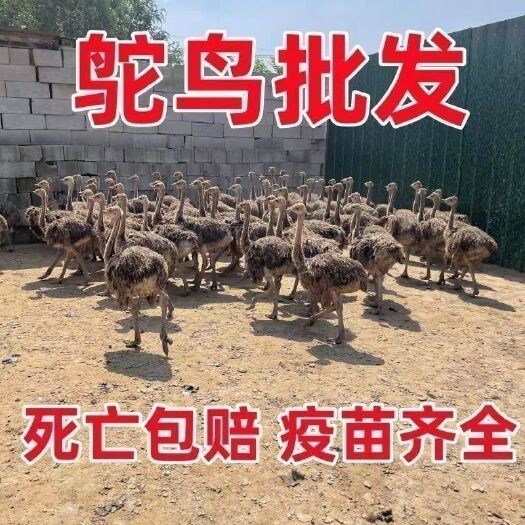 嘉祥县非洲鸵鸟苗活体幼苗脱温鸵鸟幼崽成年鸵鸟可达两百斤一对以上包邮
