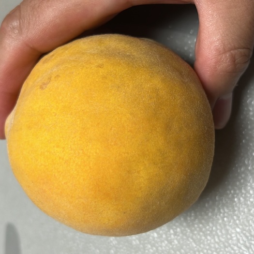 6万斤黄桃
