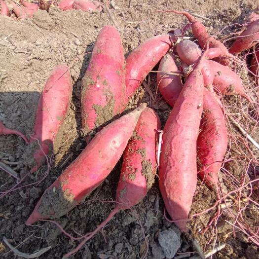 皖北蜜薯 黑土地麦茬精品西瓜红 长期供应 寻求长期合作伙伴