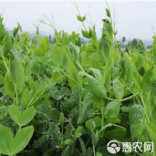 新豌豆种本地豌豆吃豌豆菜豌豆尖可水培豌豆苗白豌豆朱砂红豌豆种