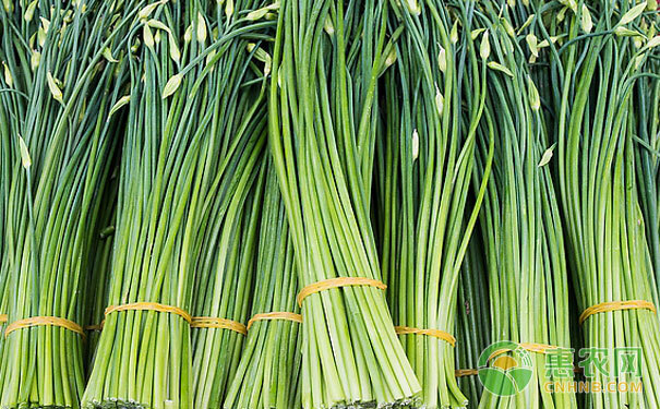 大新县韭菜花