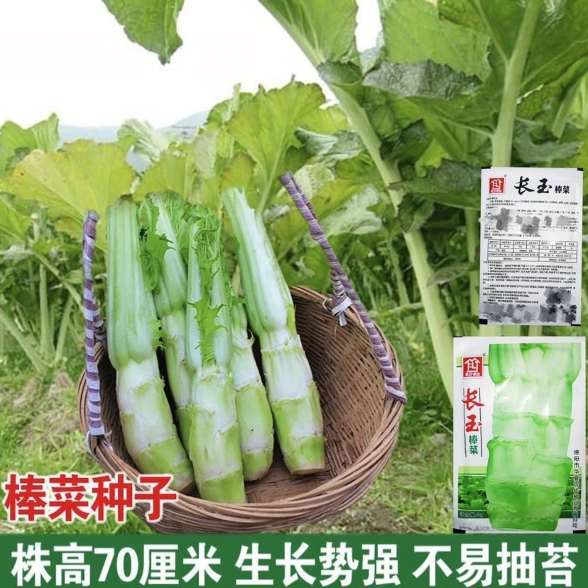 四川棒菜种籽秋冬季特大笋子芥种耐寒芥菜头庭院蔬菜种孑棒菜种子