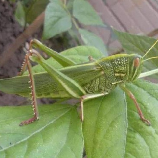 桂林棉蝗