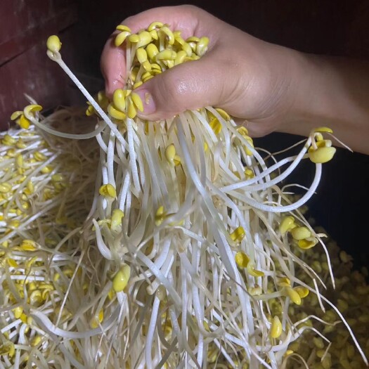 博罗县绿豆芽、黄豆芽苗菜