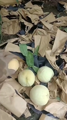 威县千亩桃园基地罐头桃大量上市中有需要联系