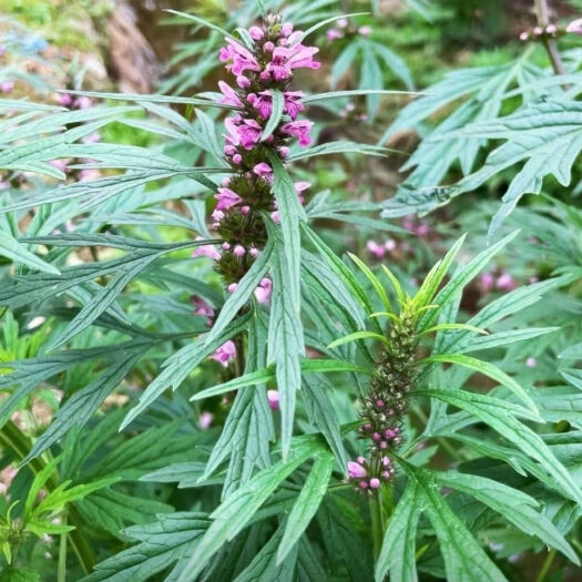 山阳县益母草