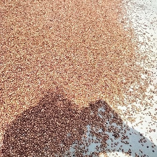 隆林县高粱米