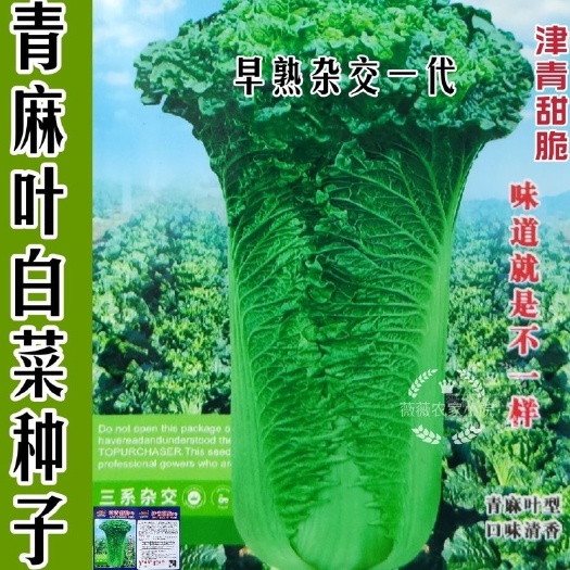 天津青麻叶大白菜种子秋冬直筒包心白菜蔬菜籽绍菜山东大白菜种孑