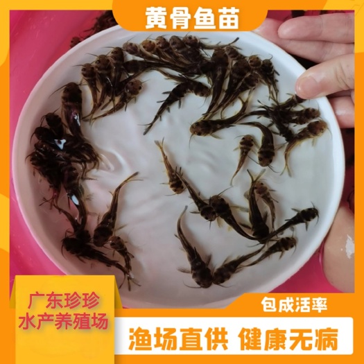 广州黄骨鱼苗  长期《热卖》大量黄骨鱼/黄颡鱼苗
