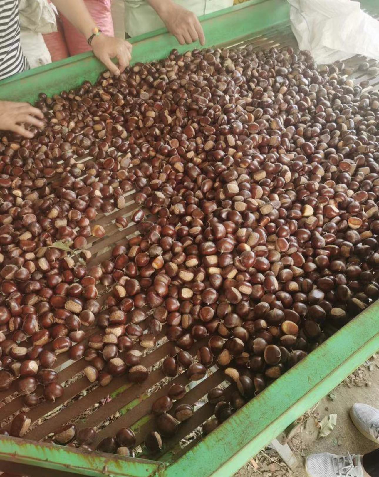 板栗，栗子，色泽光亮，香甜可口。