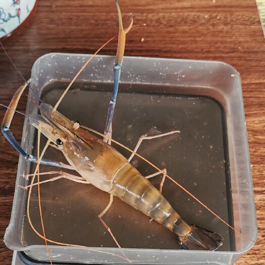 仁寿县罗氏虾