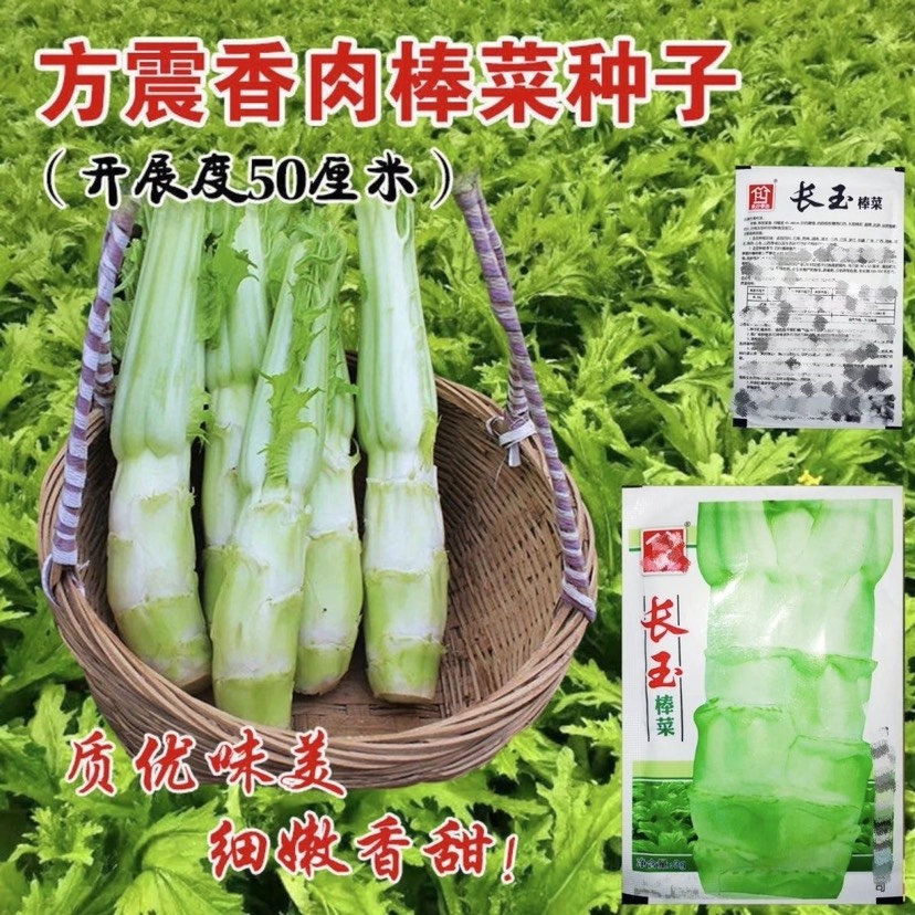 四川棒菜种籽秋冬季特大笋子芥种耐寒芥菜头庭院蔬菜种孑棒菜种子