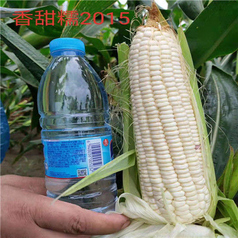 广州香甜糯2015杂交白糯玉米种子耐高温口感佳原厂包装适应性好抗
